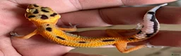 Leopard Gecko reptiles for sale: Leopard Gecko Babies - Advert 3