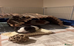 Guinea Pig rodents for sale: Evie and Poppy - Image 2