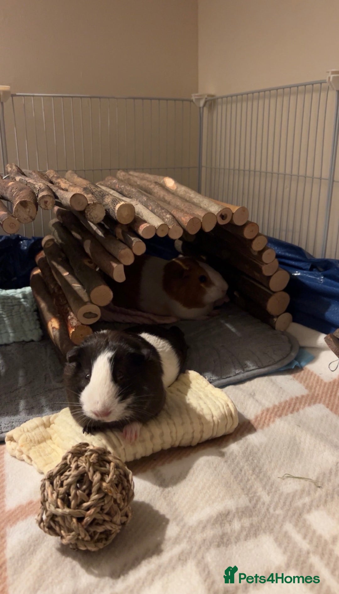 Guinea Pig rodents for sale: Evie and Poppy - Image 2