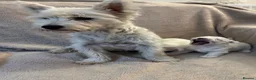 West Highland Terrier dogs for sale: West highland terrier pups  in Maidstone - Advert 2