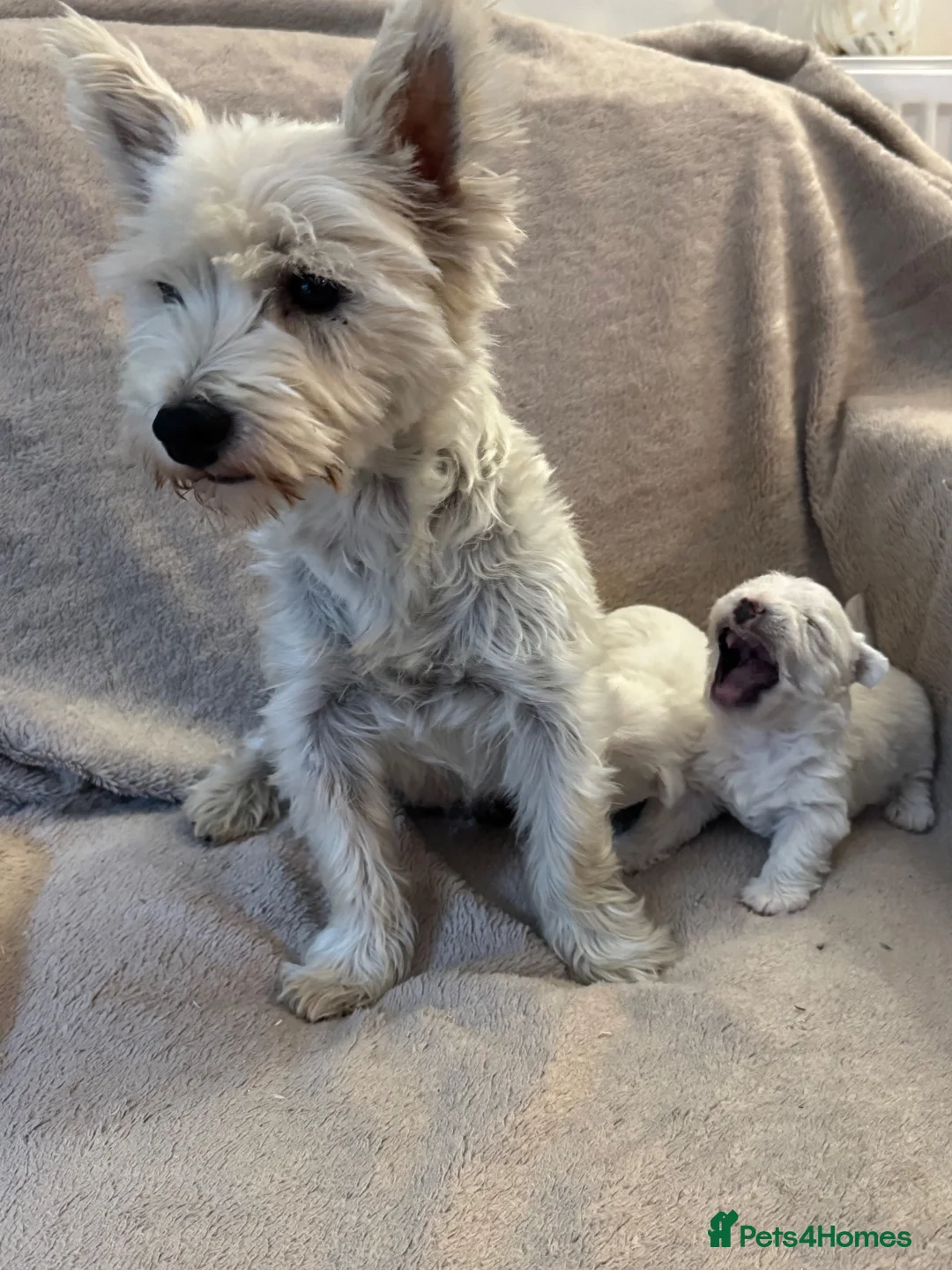 West Highland Terrier dogs for sale: West highland terrier pups  in Maidstone - Advert 2
