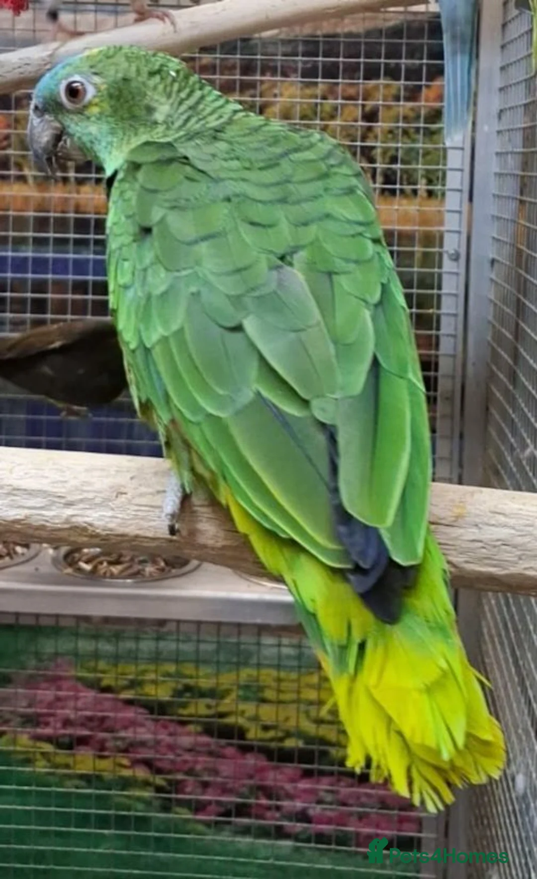 Parrots birds for sale: PARROTS/AMAZONS/PARAKEETS  - Advert 1