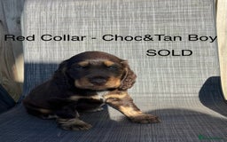 Cocker Spaniel dogs for sale: Beautiful Cocker Spaniel Puppies  - Image 12