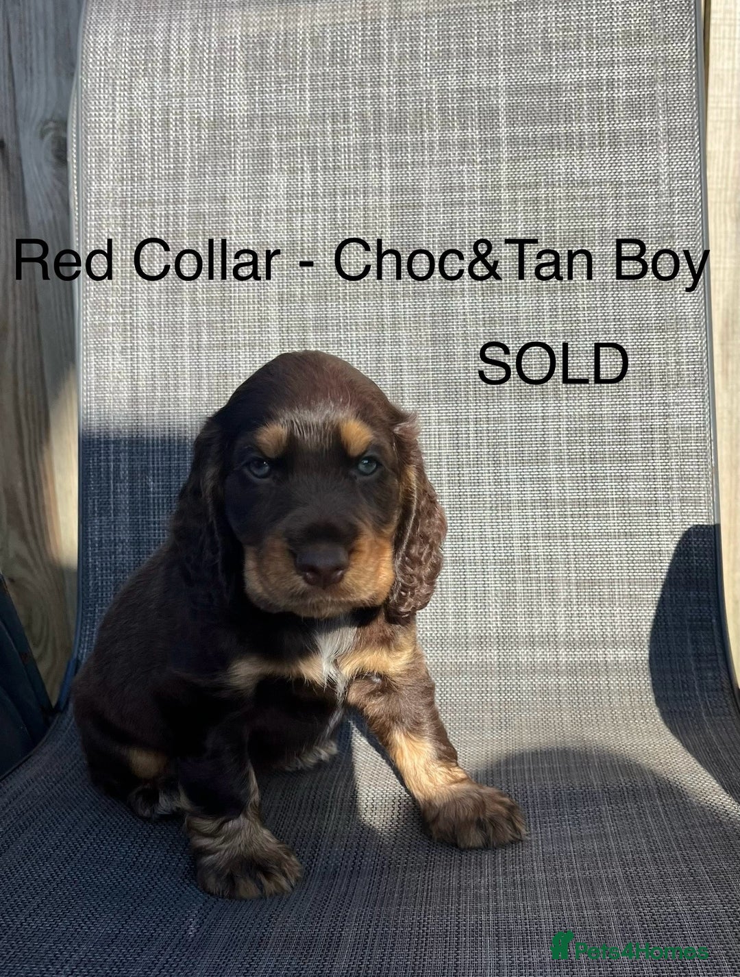 Cocker Spaniel dogs for sale: Beautiful Cocker Spaniel Puppies  - Image 12