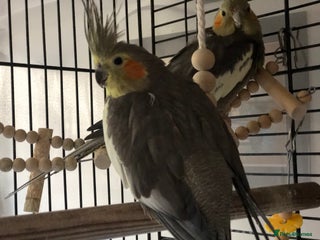 Cockatiels birds Cockatiel Pair for sale - Advert 1