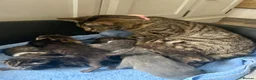 Mixed Breed cats for sale: Home reared Kittens (m/chip, vac & Vet checked) - Advert 4