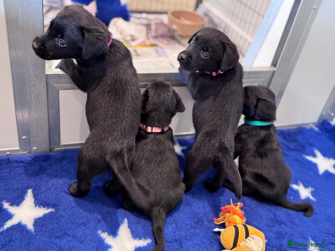 Labrador Retriever dogs for sale: Gorgeous KC Registered Labrador Retriever Puppies - Image 13