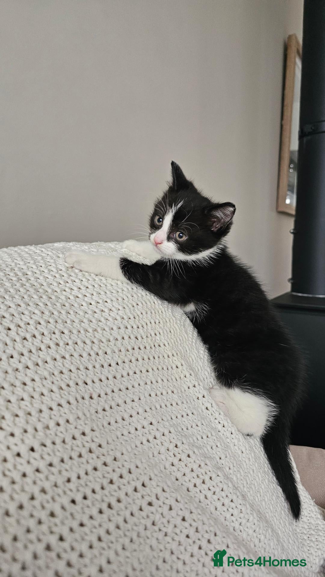 Mixed Breed cats for sale: Kitten for sale - Advert 2