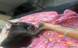 French Bulldog dogs for sale: French bulldog - Image 18