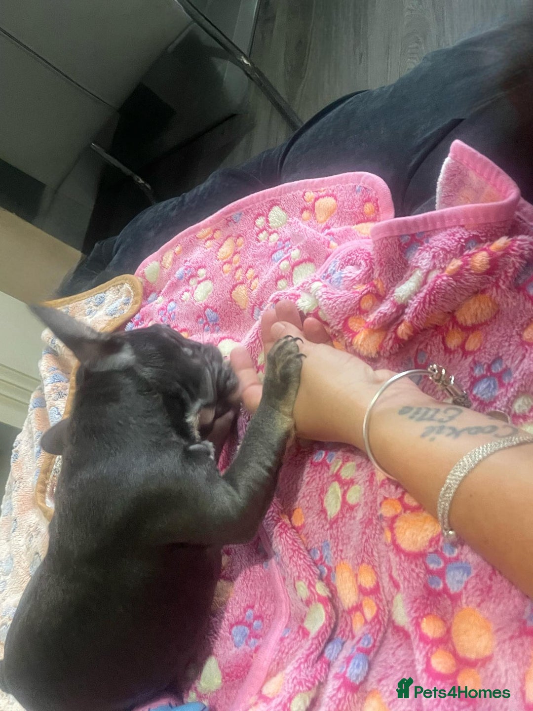 French Bulldog dogs for sale: French bulldog - Image 18