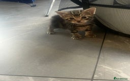 Domestic Shorthair cats for sale: 3 Gorgeous Kittens!! - Image 8