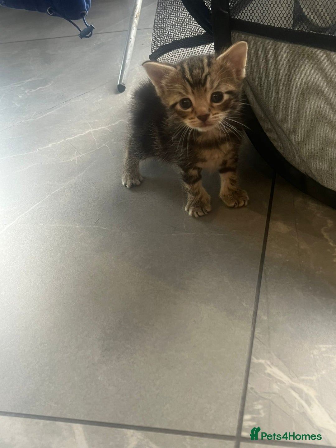 Domestic Shorthair cats for sale: 3 Gorgeous Kittens!! - Image 8