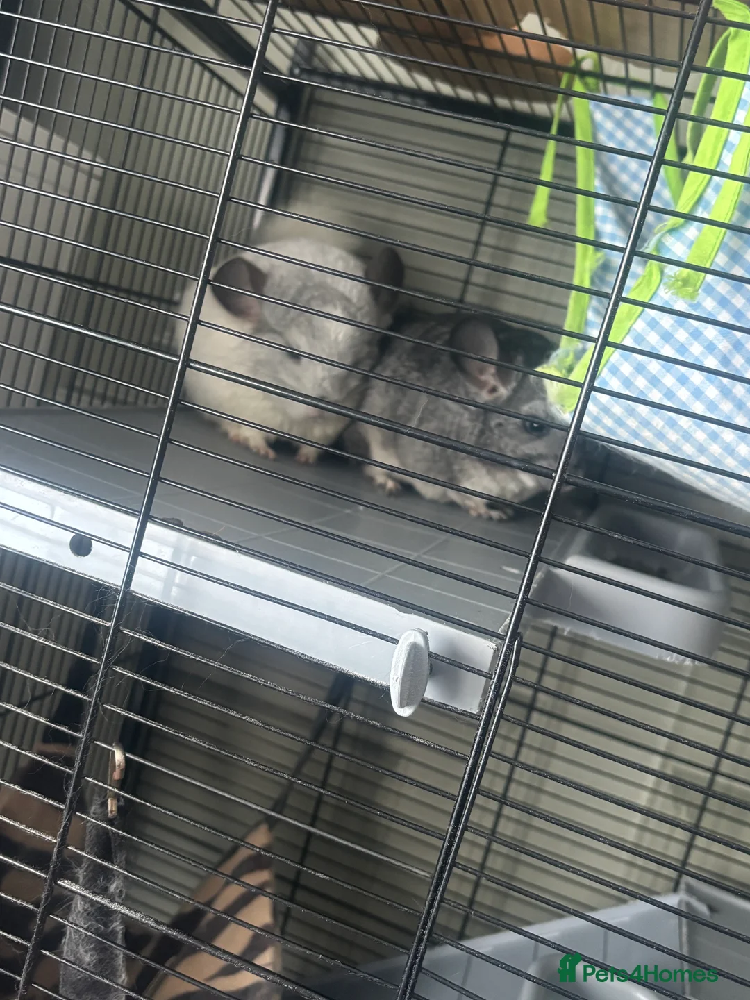 Chinchilla rodents for sale: Two chinchillas male and female with cage  in Hull - Advert 4