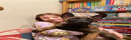 Belgian Shepherd Dog dogs for stud: The one and only Rex in London - Advert 19