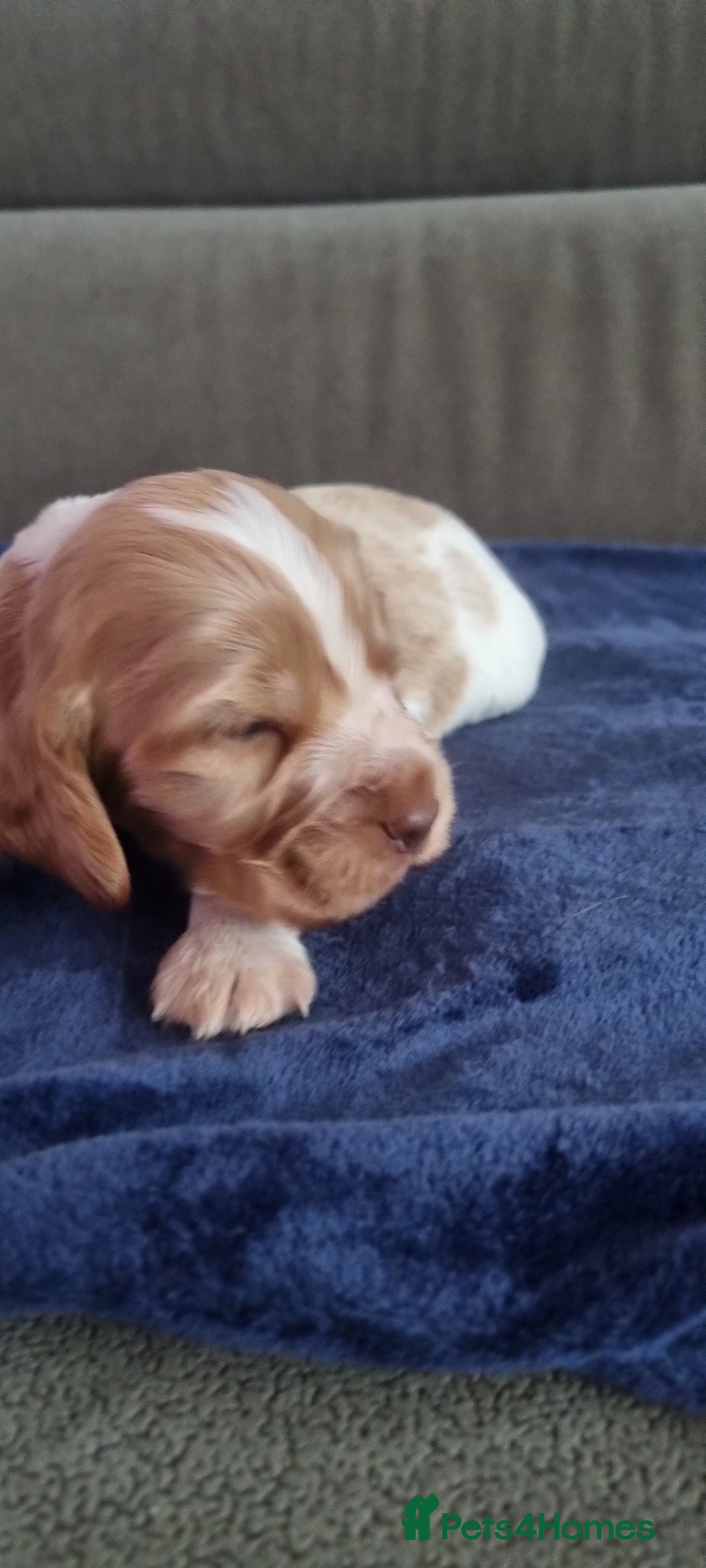 Cocker Spaniel dogs for sale: Charming English Show Cocker Spaniel Puppies  - Advert 15