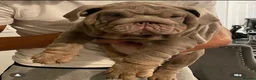 English Bulldog dogs for stud: Gallardo the proven stud full suit lilac and tan in Rochdale - Advert 4