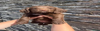 Cocker Spaniel 2- Pink Collar 