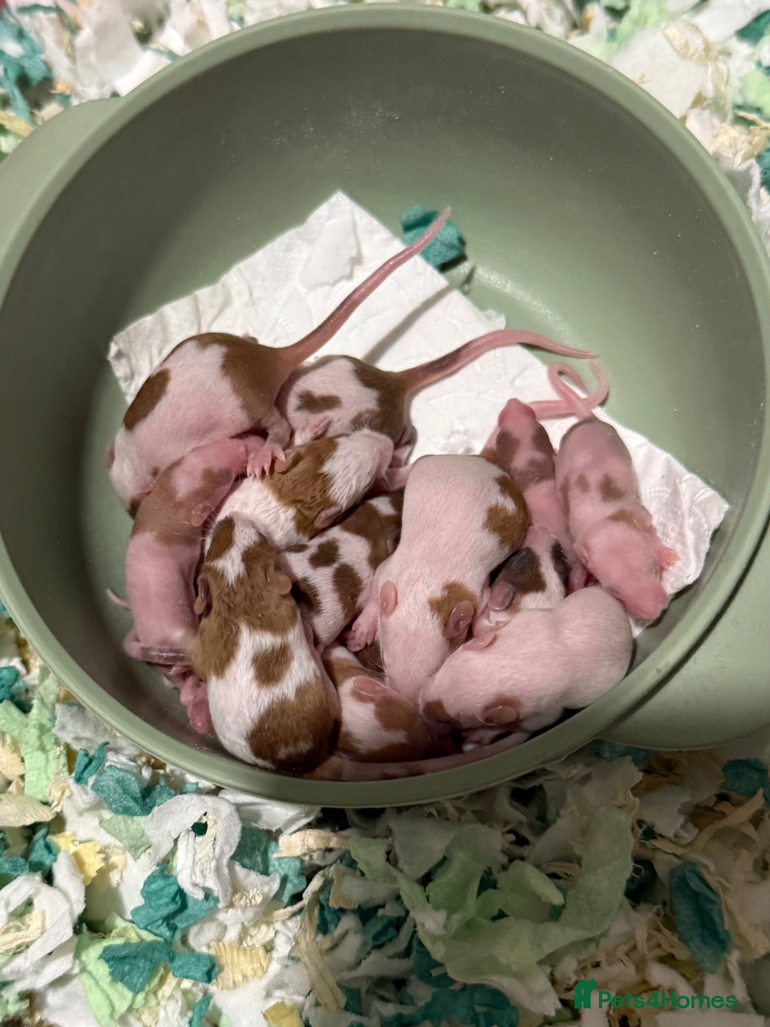 Mouse rodents Baby mice for adoption from rescue  - Advert 1