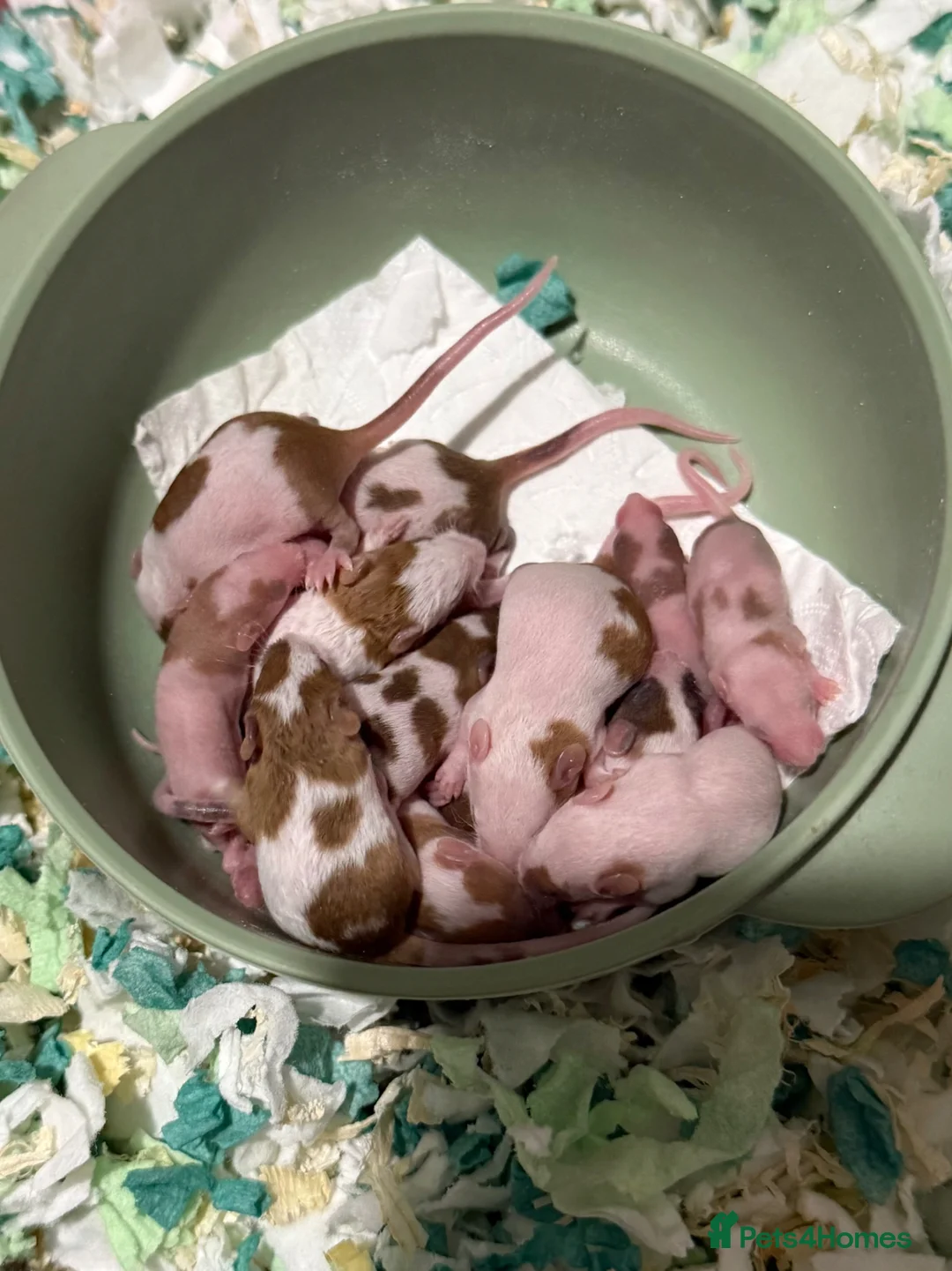 Mouse rodents for sale: Baby mice for adoption from rescue  - Advert 1