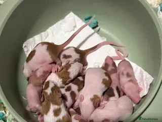 Mouse rodents for sale: Baby mice for adoption from rescue - Advert 1