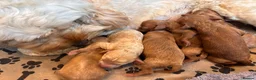 Cavapoo dogs for sale: Adorable Cavapoo Puppies Arrived :-) - Advert 20