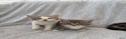 Mixed Breed cats for sale: Gorgeous kittens for sale - Advert 6