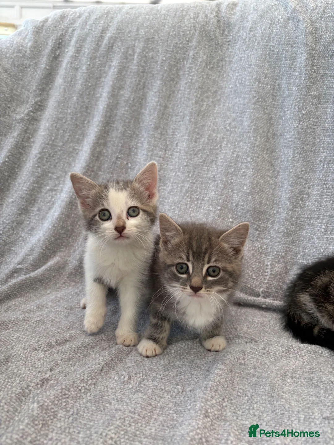 Mixed Breed cats for sale: Gorgeous kittens for sale - Advert 6