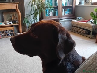 Labrador Retriever dogs Milly's 2nd & final litter of Halloween puppies - Advert 1