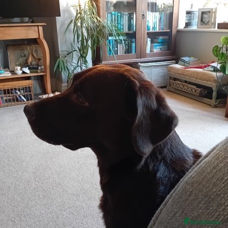 Labrador Retriever dogs Milly's 2nd & final litter of Halloween puppies - Advert 2