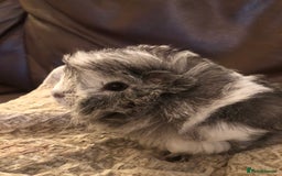Guinea Pig rodents for sale: 2 beautiful baby boy Guineapigs  - Image 2