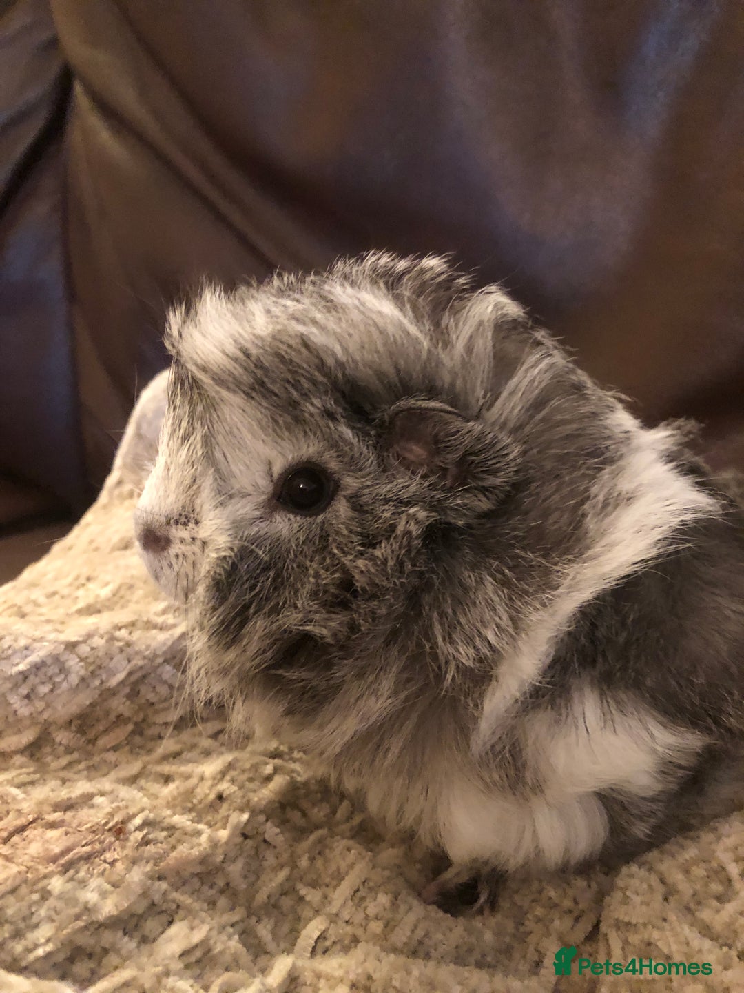 Guinea Pig rodents for sale: 2 beautiful baby boy Guineapigs  - Image 2