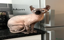Sphynx cats for sale: Sphynx Kittens – Ready for Their Forever home soon - Image 8