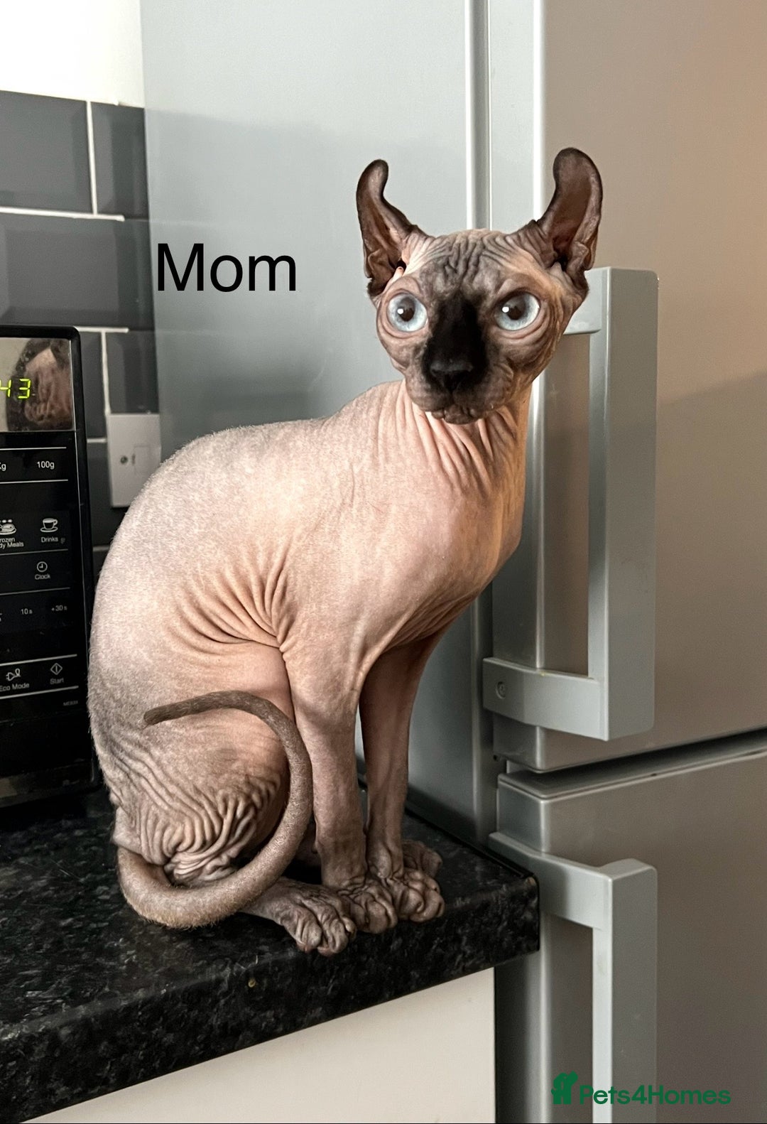 Sphynx cats for sale: Sphynx Kittens – Ready for Their Forever home soon - Image 8
