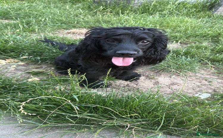 Cocker Spaniel dogs - Advert 2
