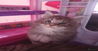 Maine Coon cats - Advert 9