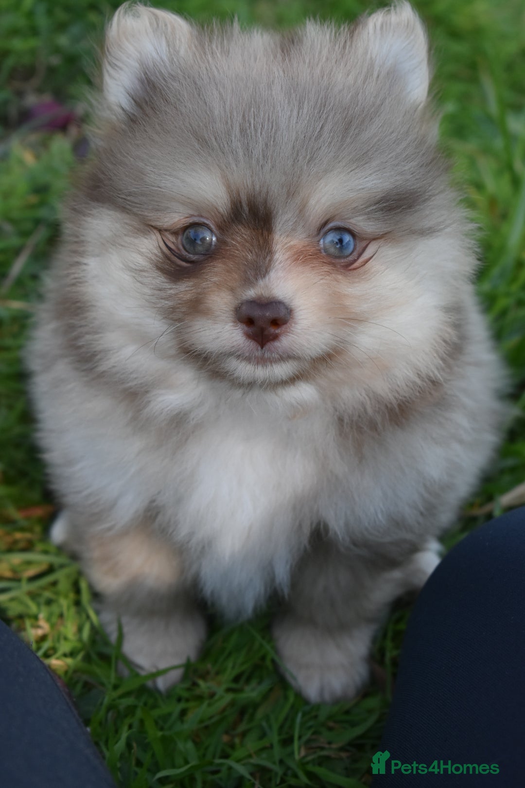 Pomsky dogs for sale: Merle Genuine Toy Size  Pomsky Puppies - Image 10