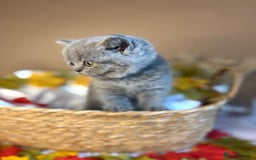 British Shorthair cats for sale: 3 British short hair / long hair kittens  - Image 8