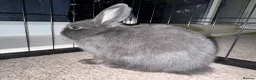 Netherland Dwarf rabbits for sale: 3 Netherland Dwarf babies.  in Droitwich - Advert 5