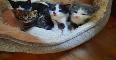 Mixed Breed cats - Advert 3
