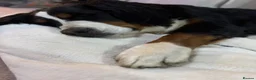 Bernese Mountain Dog dogs for sale: KC Bernese Mountain Dog Puppies - Advert 17
