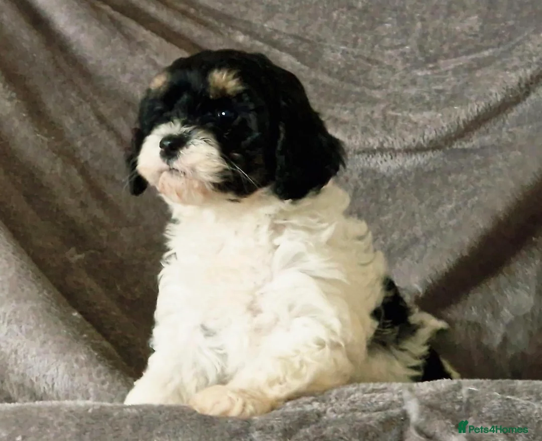Cavapoo dogs for sale: F1 Cavapoo puppies. - Advert 4