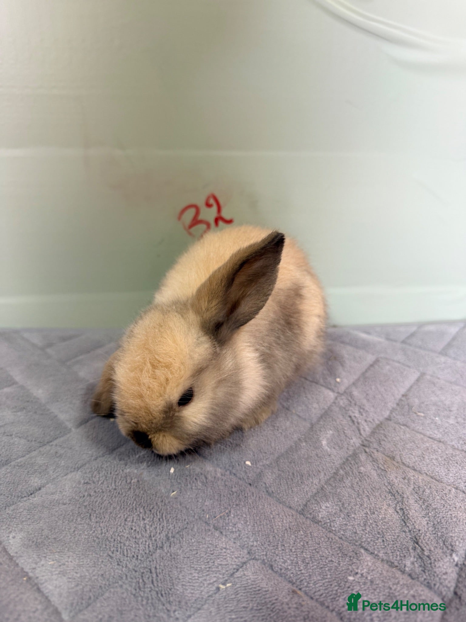 Mini Lop rabbits mini lops  - Advert 20