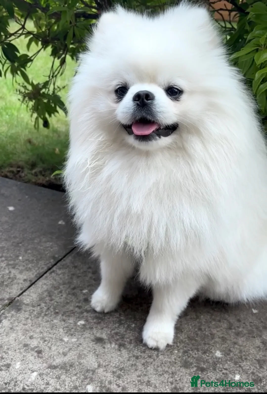 Pomeranian dogs for sale: KC registered Fluffy white Pomeranian - Advert 1