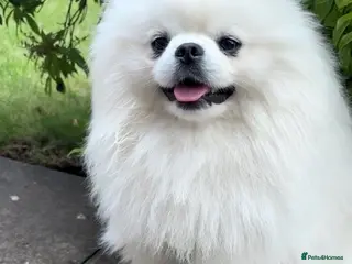 Pomeranian dogs KC registered Fluffy white Pomeranian - Advert 2