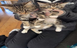 Mixed Breed cats for sale: 4 mixed breed kittens looking for forever homes.  - Image 2