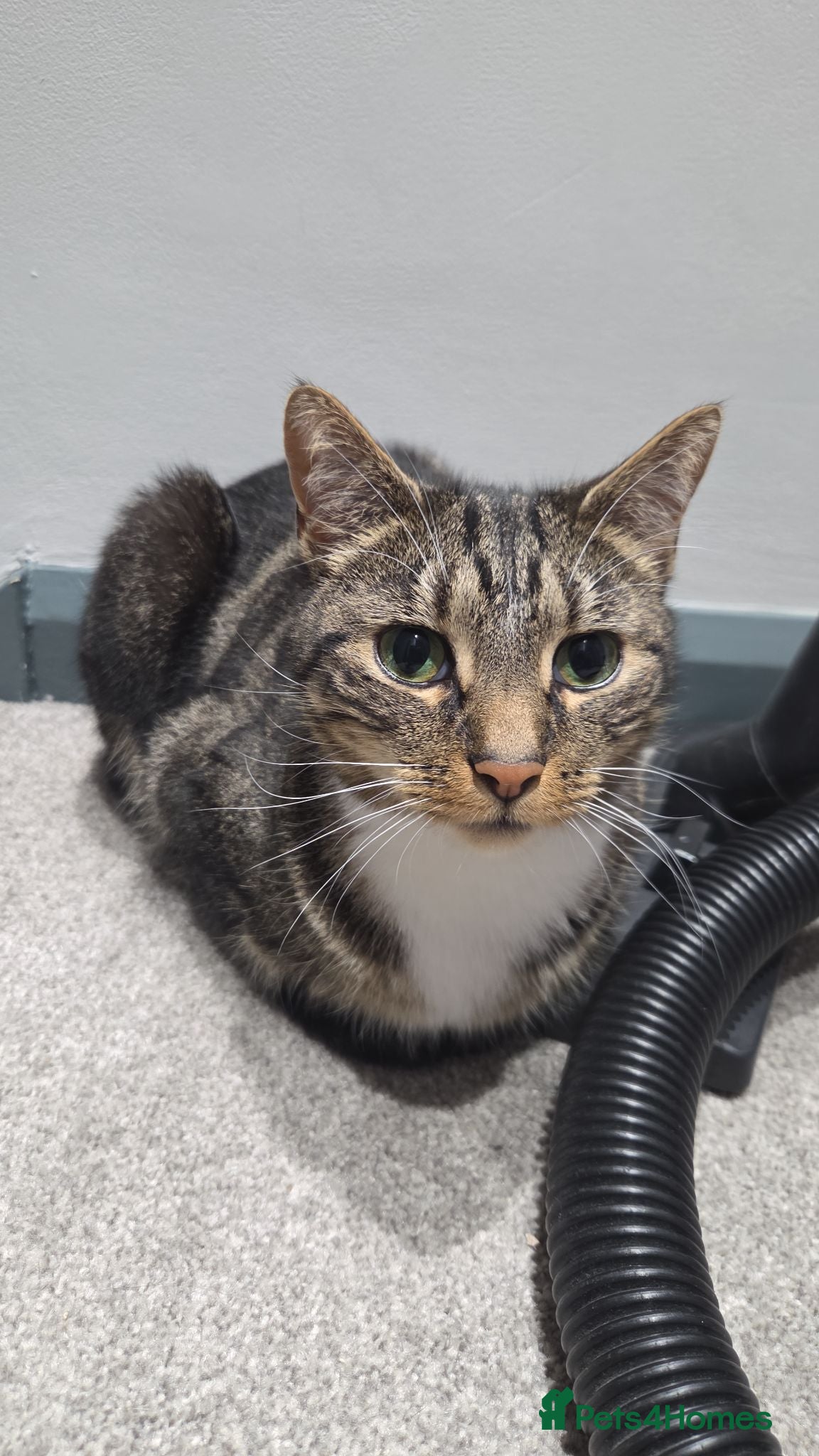 Mixed Breed cats Loving, gentle cat looking for a calm forever home - Advert 1