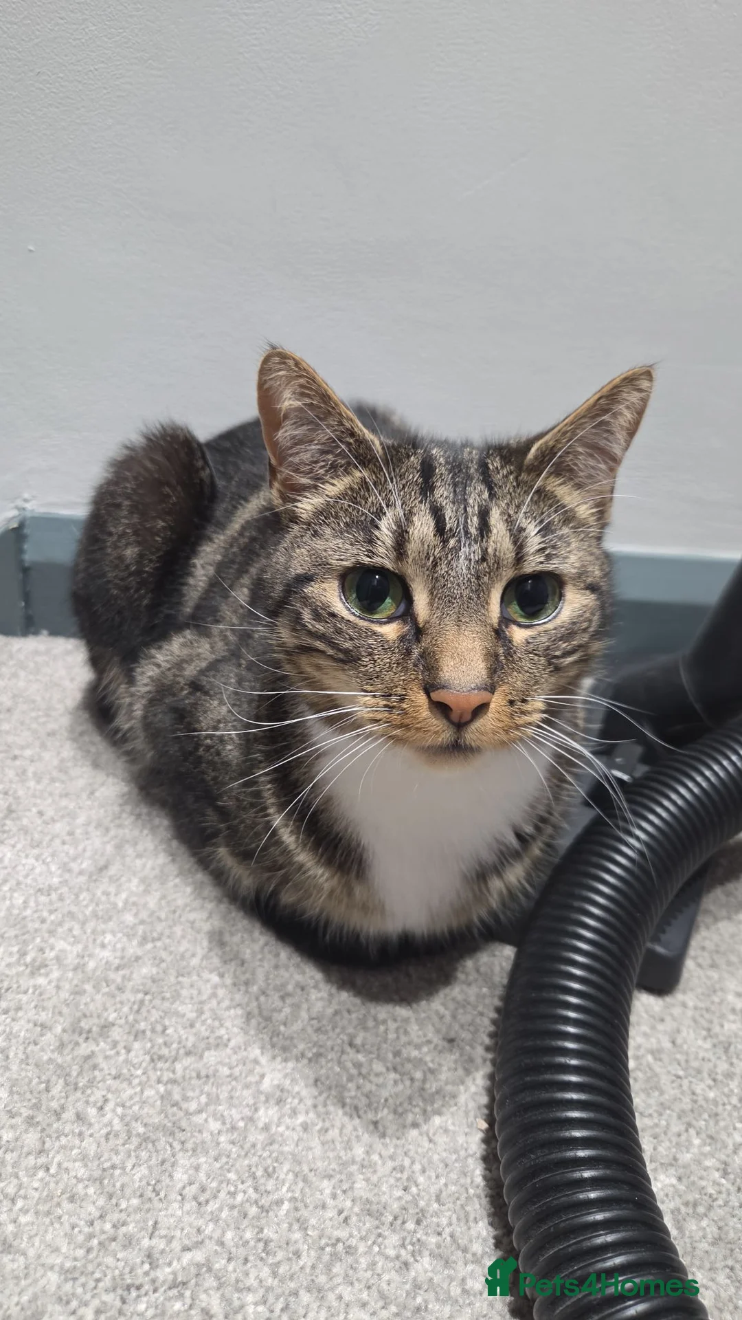 Mixed Breed cats for sale: Loving, gentle cat looking for a calm forever home - Advert 1