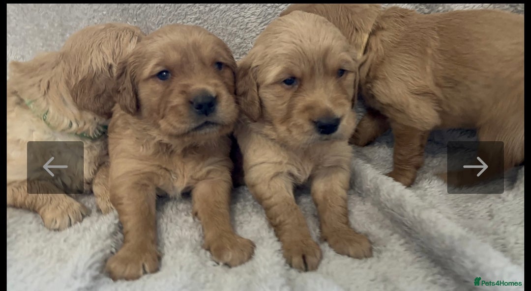 Golden Retriever dogs for sale: KC DNA tested gorgeous golden retriever puppies  - Advert 4
