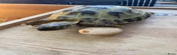 Tortoise reptiles for sale: Horsefield totoise in Runcorn - Advert 5