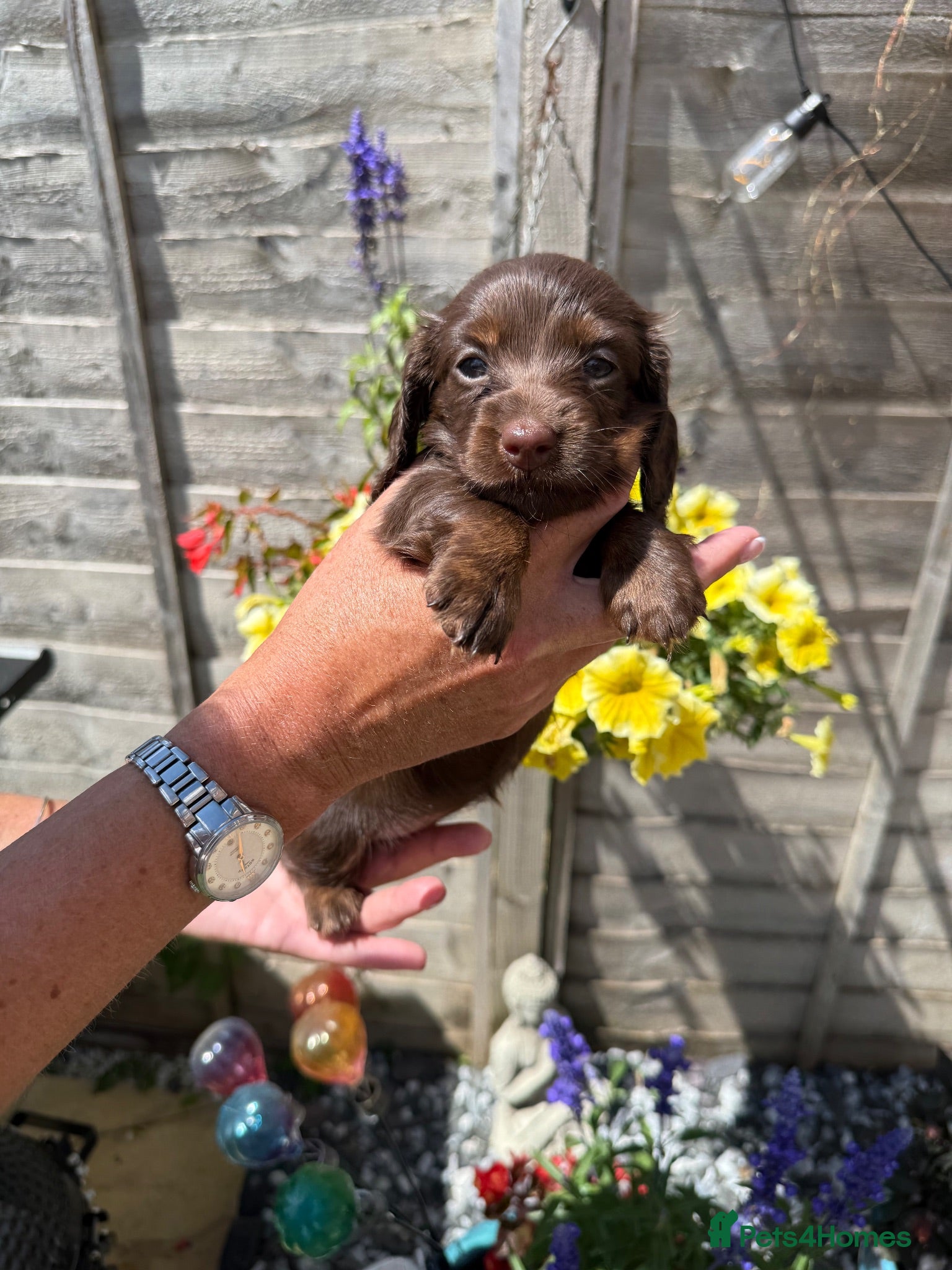 Miniature Dachshund dogs Stunning KC Reg Miniature Long Haired Litter  - Advert 2
